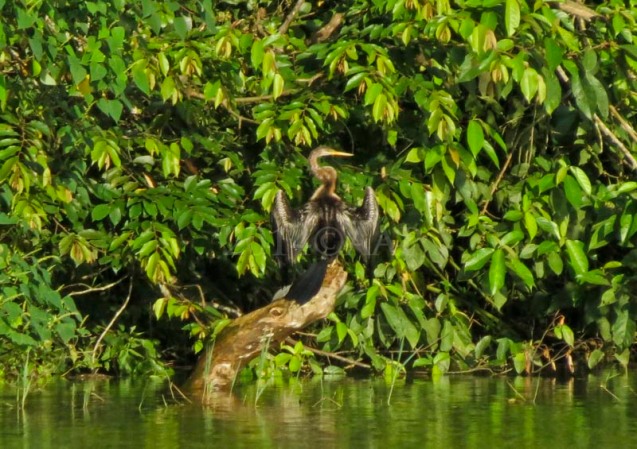 Download this Sangiang Oriental Darter picture