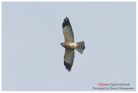 chinesesparrowhawkmmale