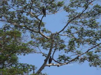 Bertengger di Pohon munggur memantau pergerakan Sikepmadu Asia yang sedang soaring [03/10/13]