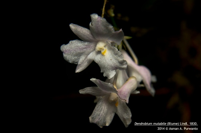 Dendrobium mutabile (Blume) Lindl. 1830.