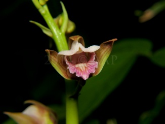 Eulophia nuda-Mayana-aap-2
